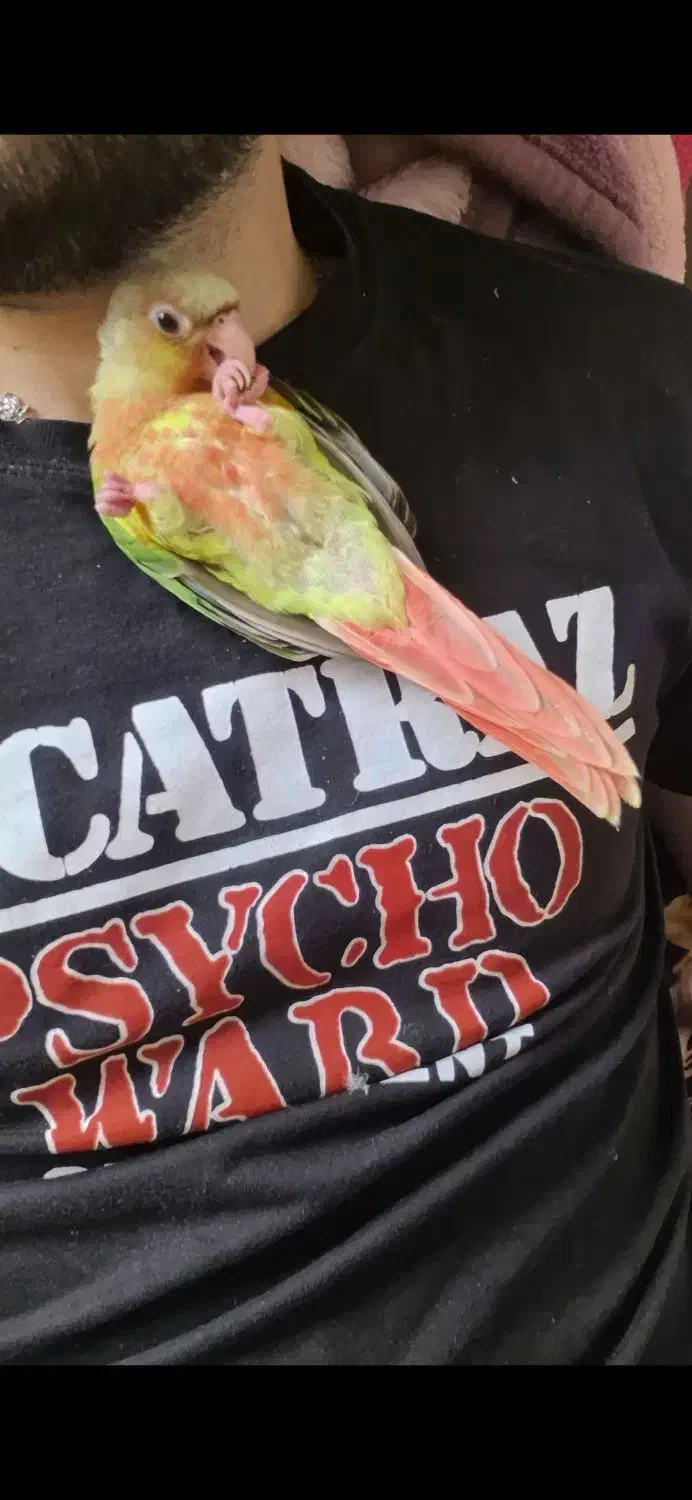 طوطی گرینچیک آنانسی دبل رد با قفس و لوازم کامل|پرنده|نکا, |دیوار