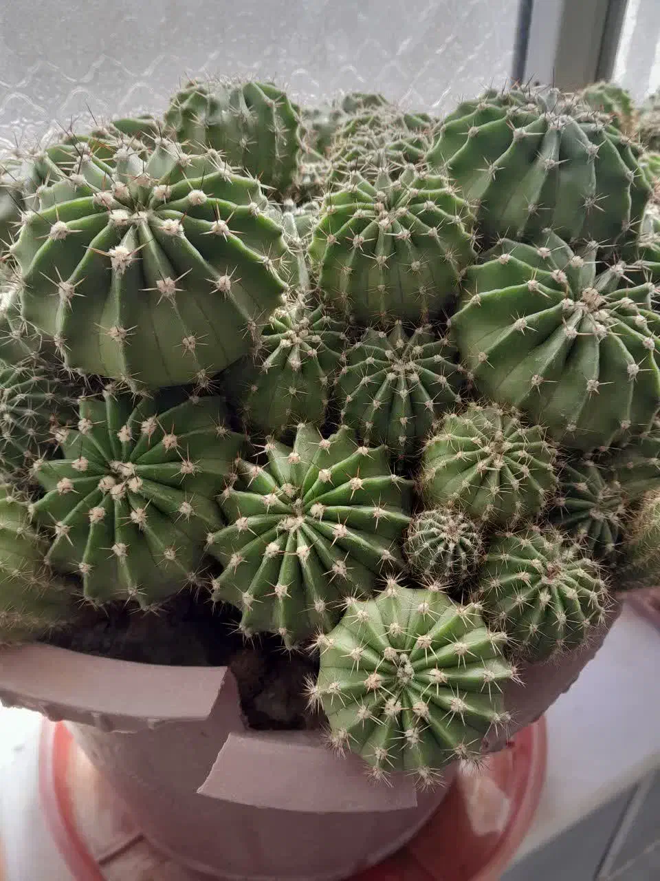 گل کاکتوس|گل و گیاه طبیعی|پیر بکران, |دیوار