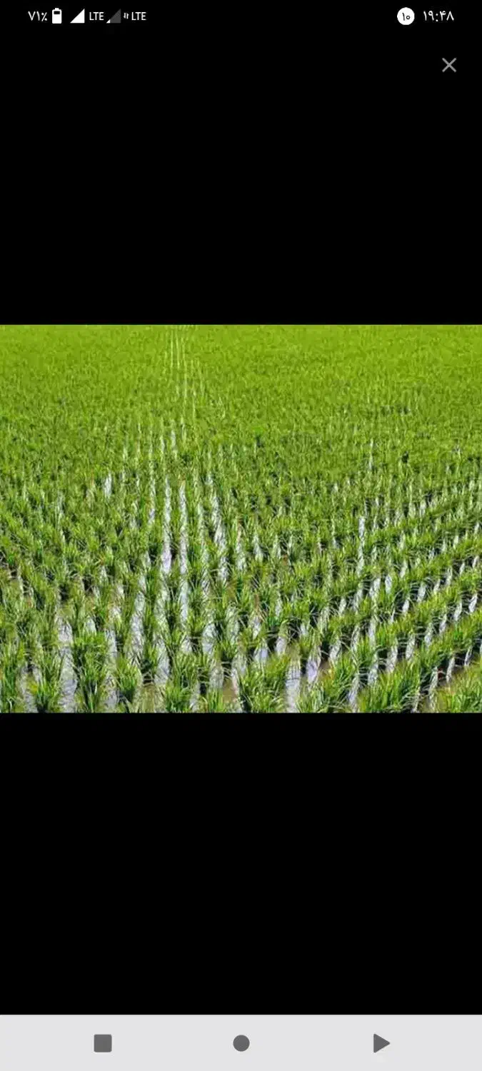 زمینی بمساحت 3500متر زمین کشاورزی واقع خمیران شفت|فروش زمین و ملک کلنگی|شفت, |دیوار