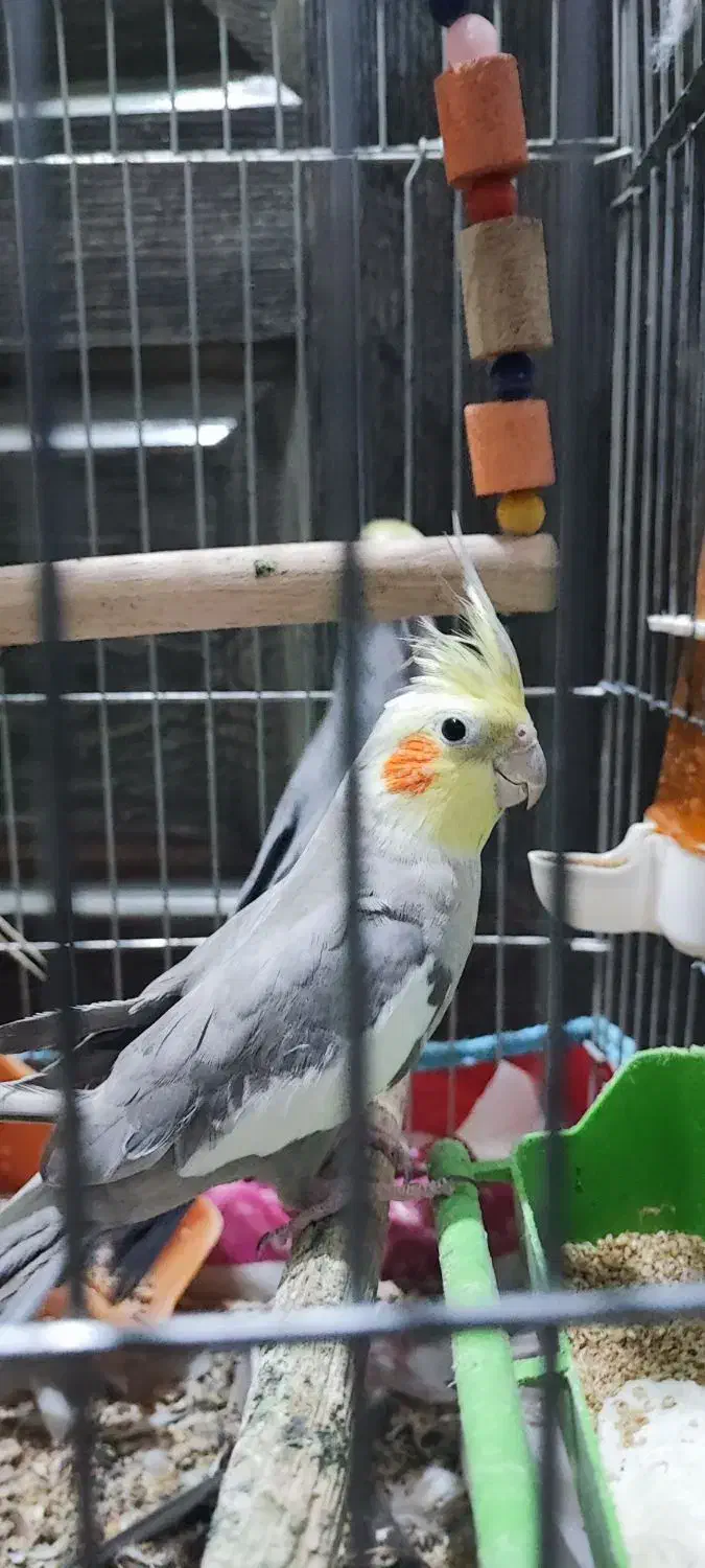 فروش ۴ عروس هلندی نیمه دستی و سرحال ارزان|پرنده|اهواز, کوی شهروند|دیوار