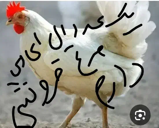 مرغ ال ای دی|حیوانات مزرعه|سبزوار, شرق کال شمالی|دیوار