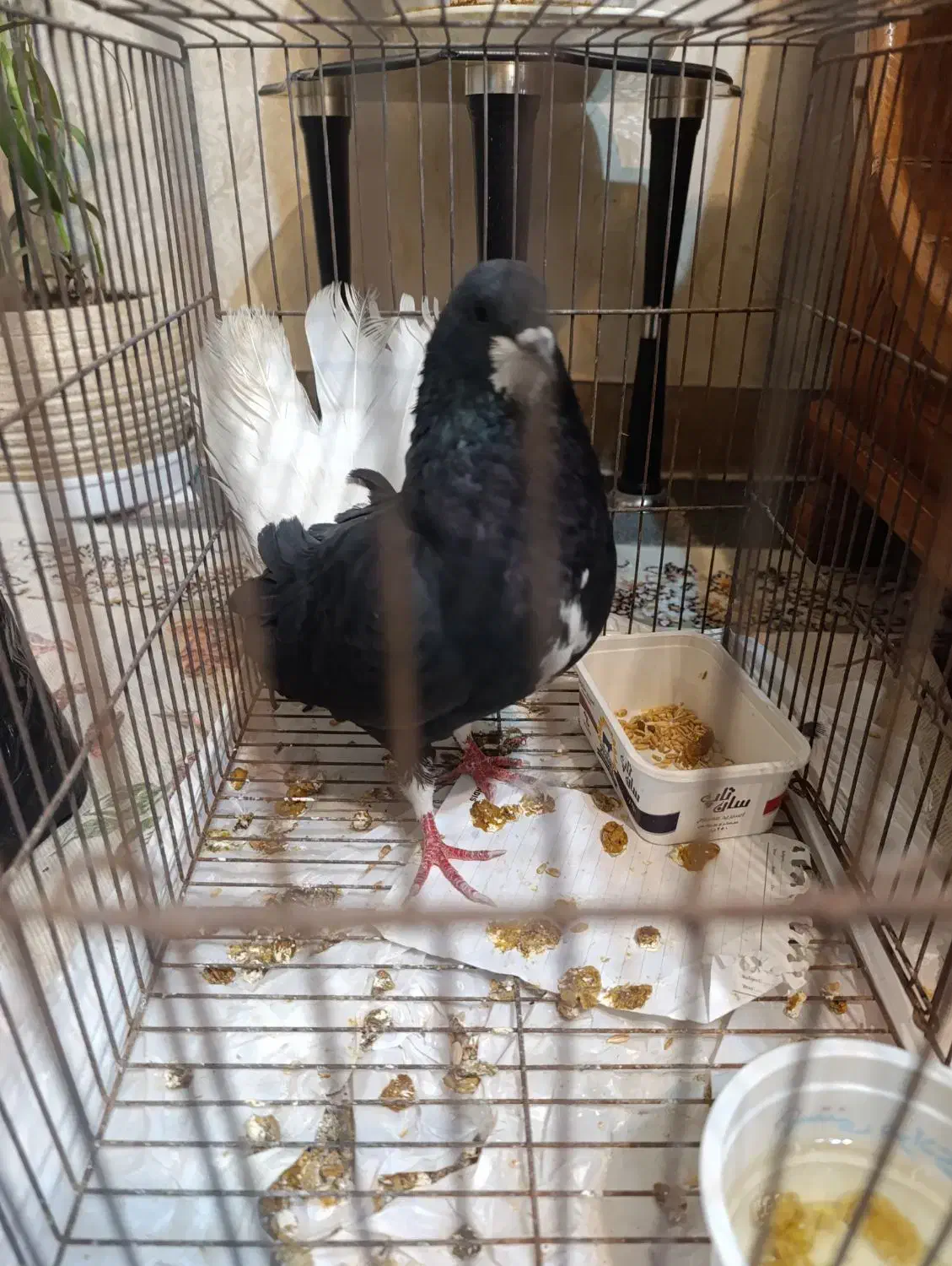 کبوتر|پرنده|صدرا-فارس, فاز ۱|دیوار