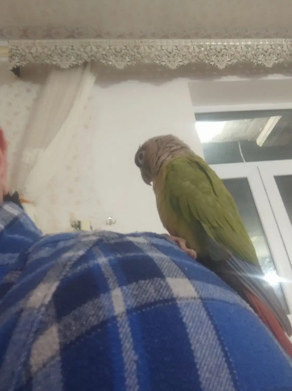 طوطی گرینچیک|پرنده|مهربان, |دیوار