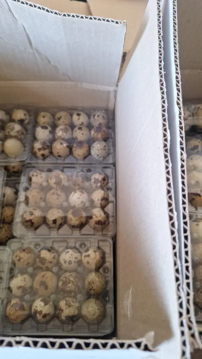 فروش تخم بلدرچین خوراکی و نطفه دار|خوردنی و آشامیدنی|اصفهان, ارغوانیه|دیوار