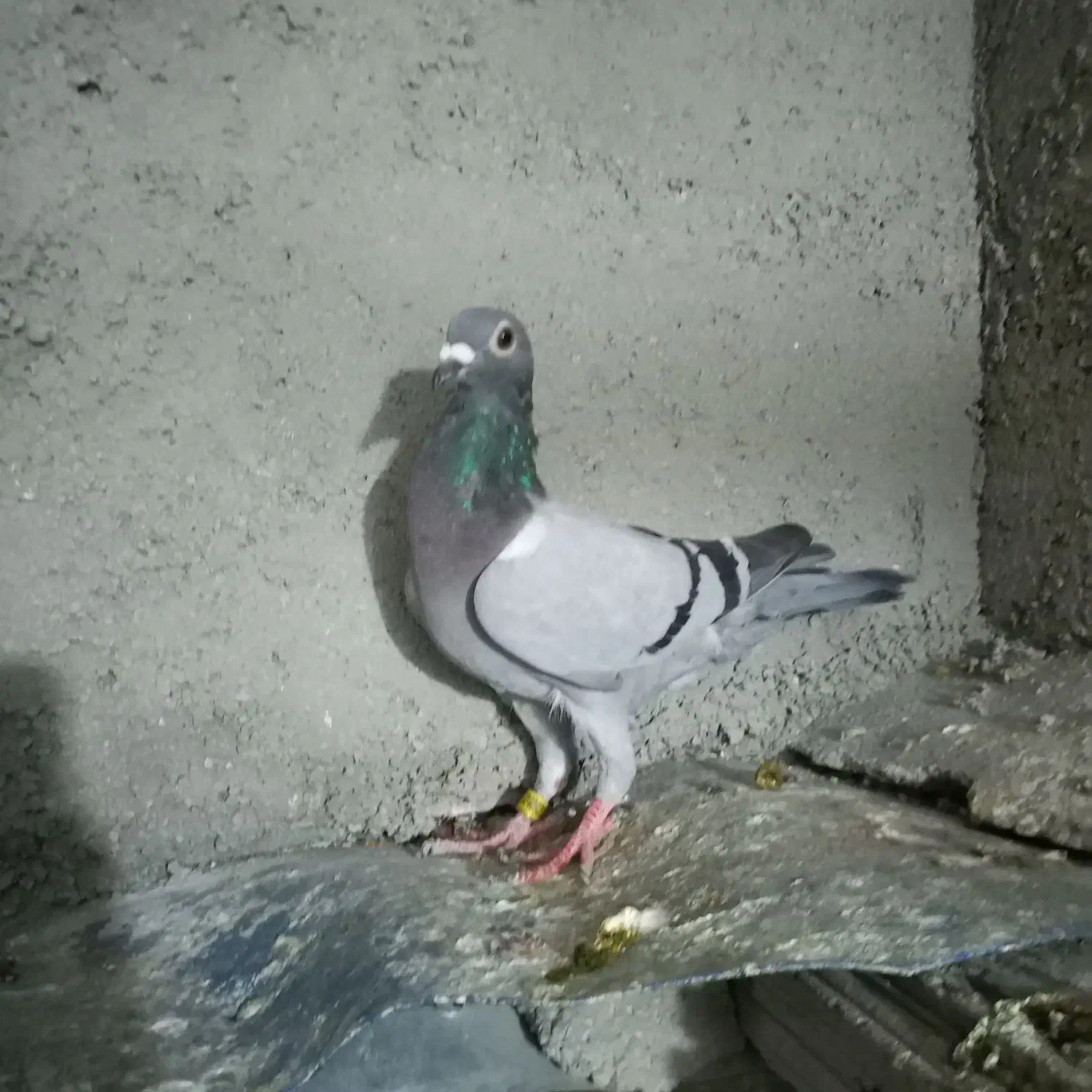 سبز مسافتی|پرنده|شیروان (خراسان), |دیوار