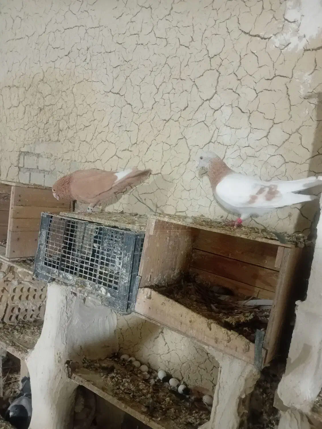 فروش کبوتر|پرنده|بهبهان, |دیوار