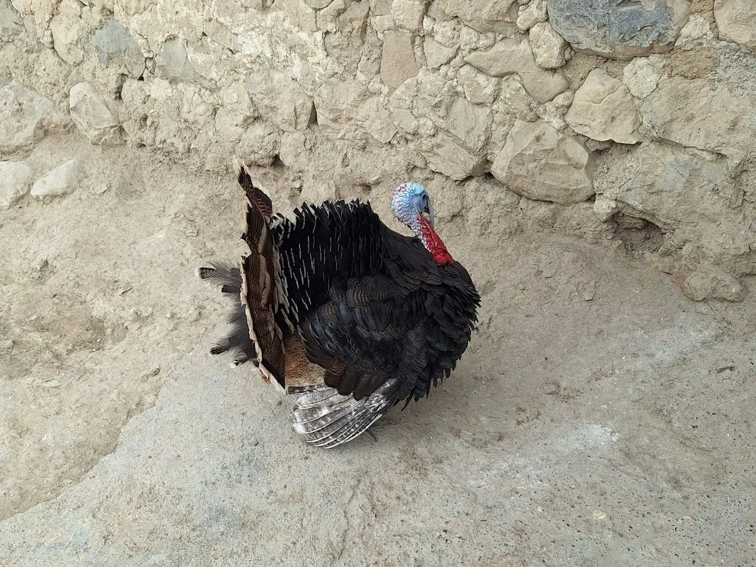 بوقلمون|حیوانات مزرعه|یاسوج, |دیوار