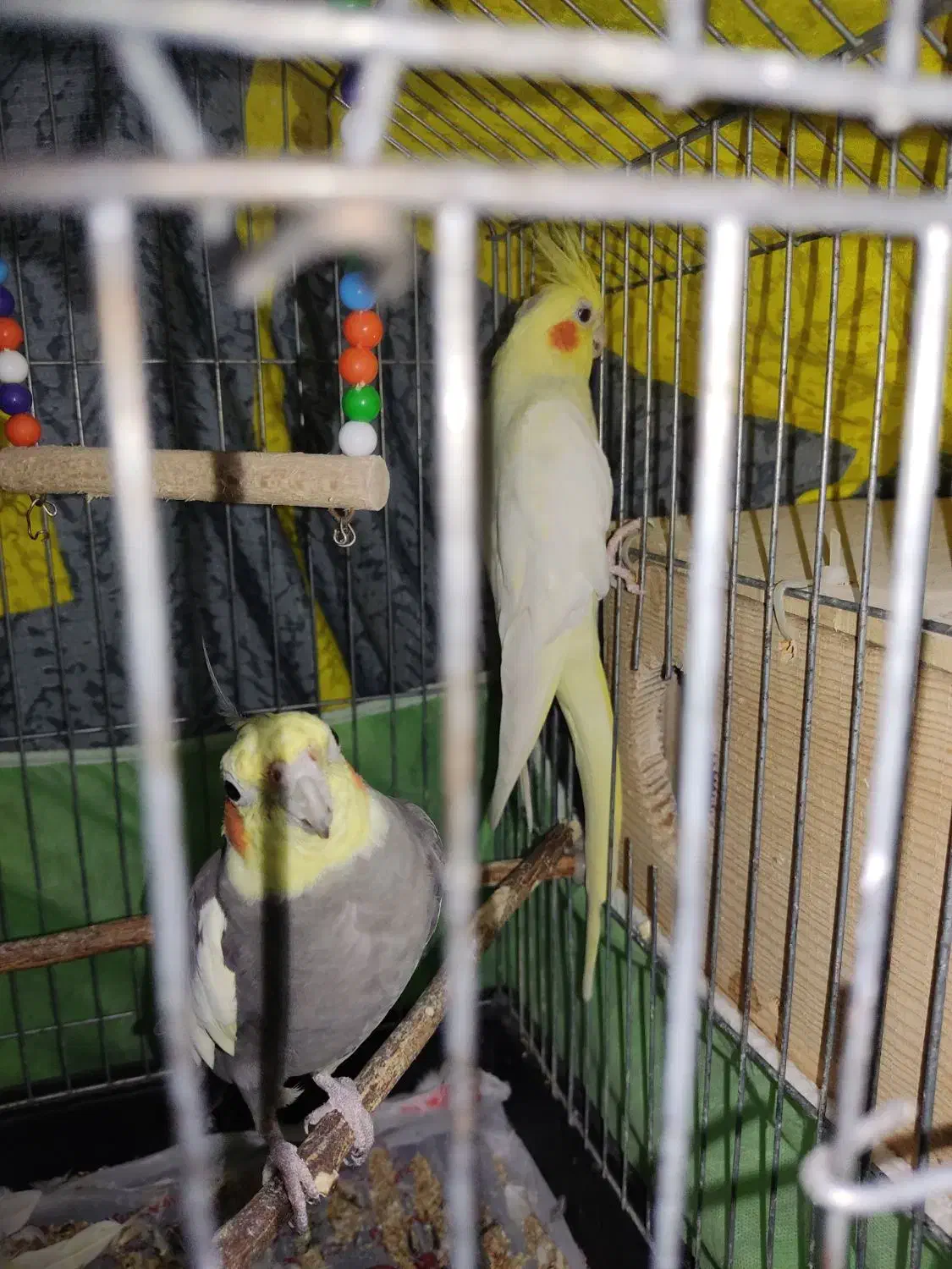 یک جفت عروس هلندی نر و ماده بالغ|پرنده|قائمشهر, |دیوار