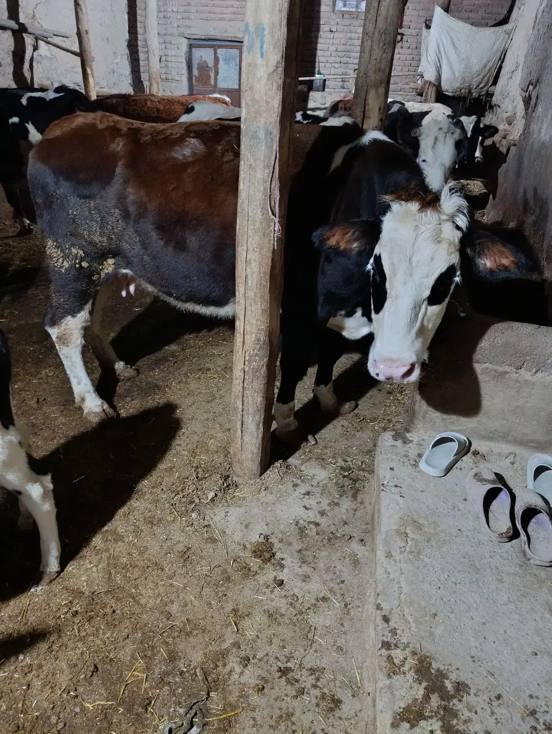 فروشدوراسگاوگوشتی|حیوانات مزرعه|کوراییم, |دیوار