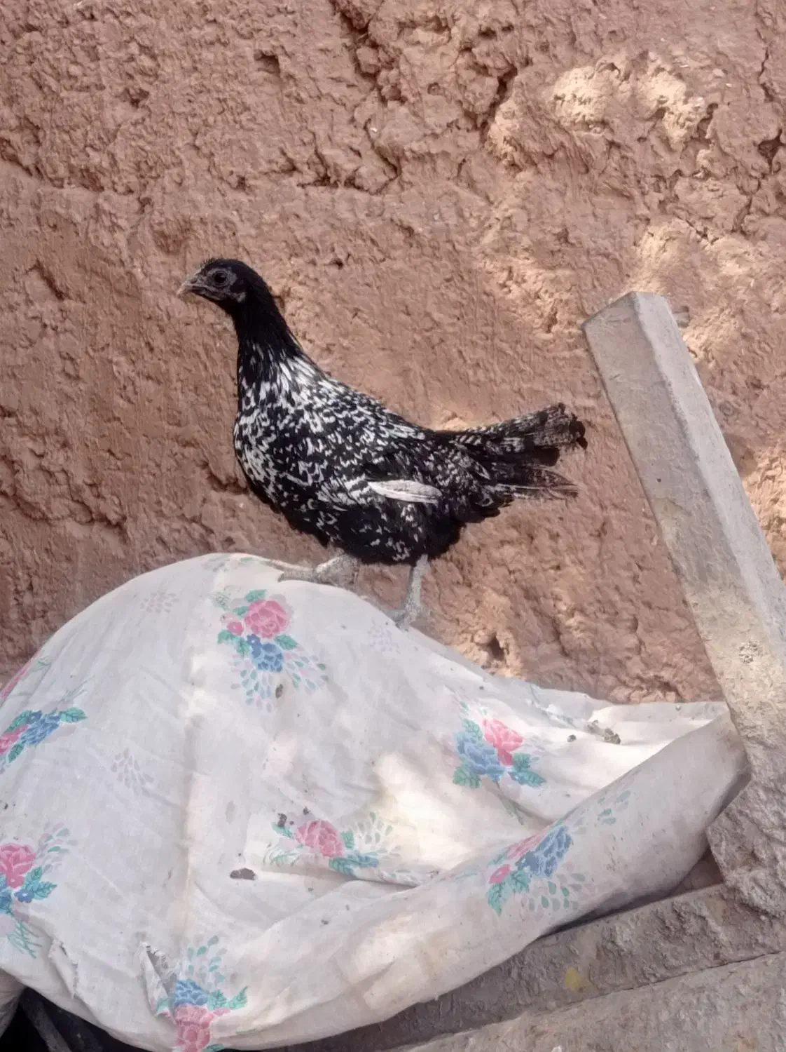 مرغ و خروس مینیاتوری|پرنده|پائین جام, |دیوار