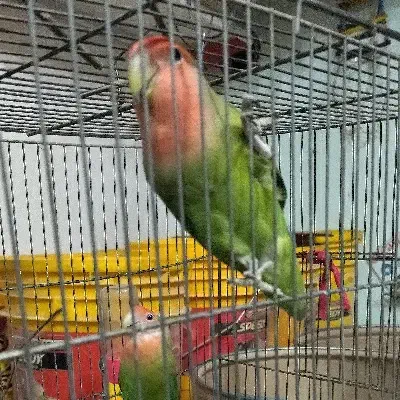 طوطی برزیلی مولد|پرنده|کرمانشاه, |دیوار