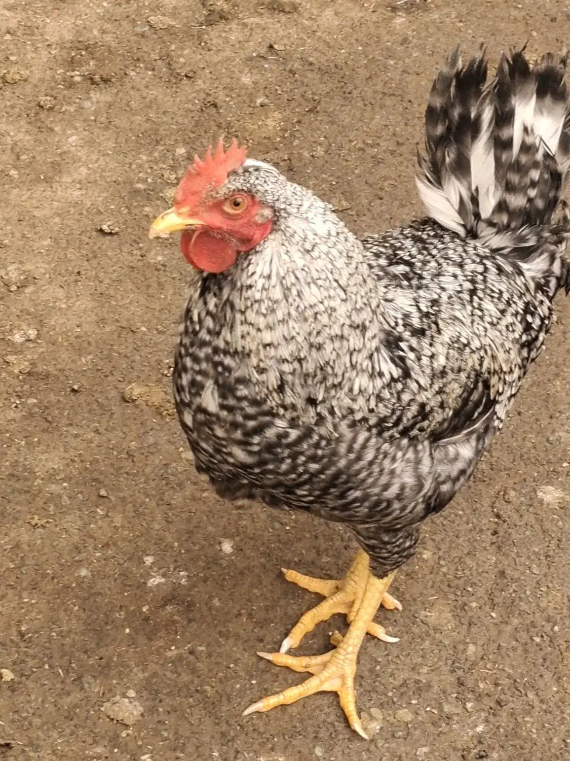 یک عددخروس پلیموت ویک عددخروس براکل بفروش میرسد|حیوانات مزرعه|محمدشهر, یزدیها|دیوار