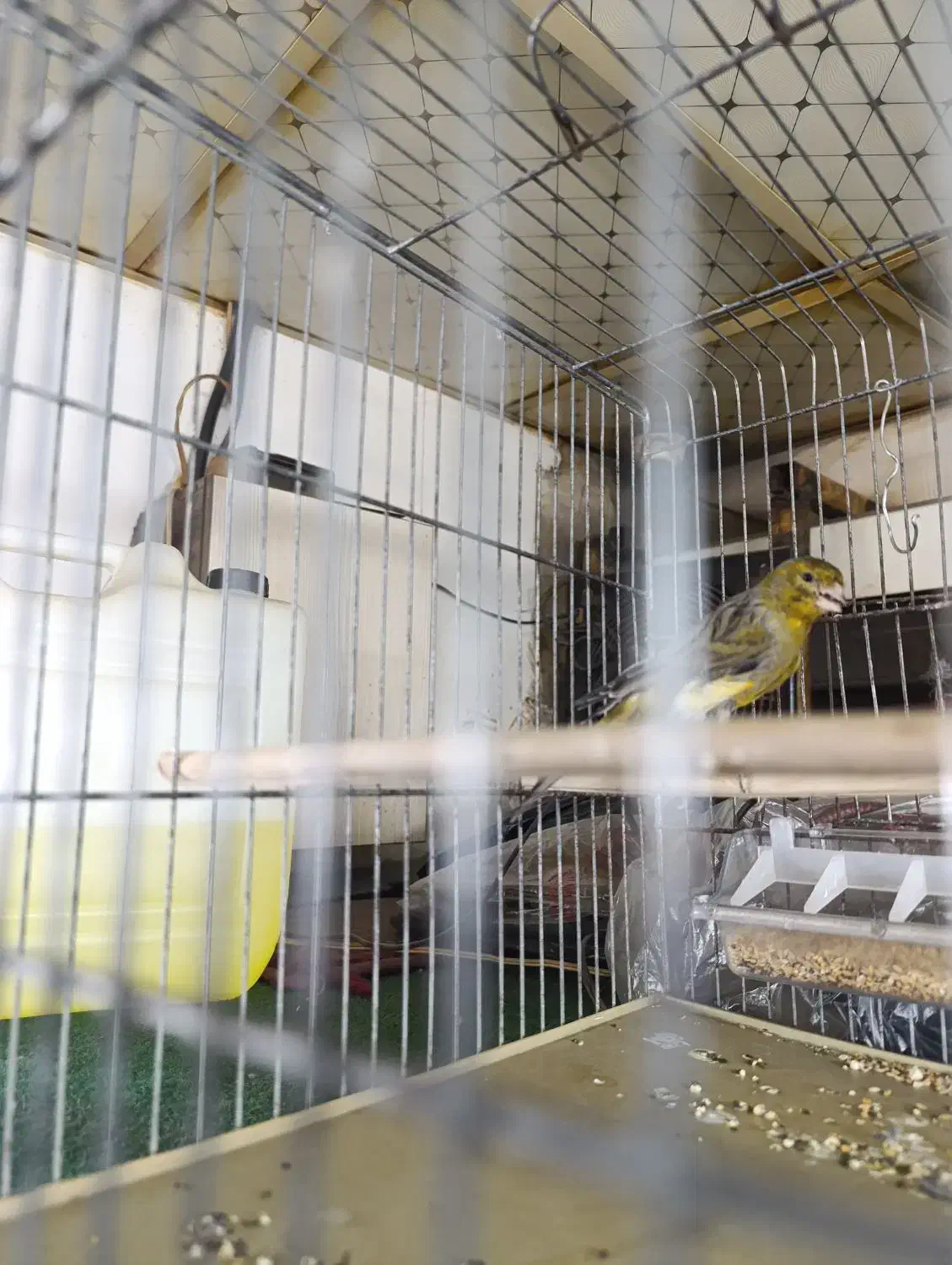 قناری ماده|پرنده|تهران, نازی‌آباد|دیوار