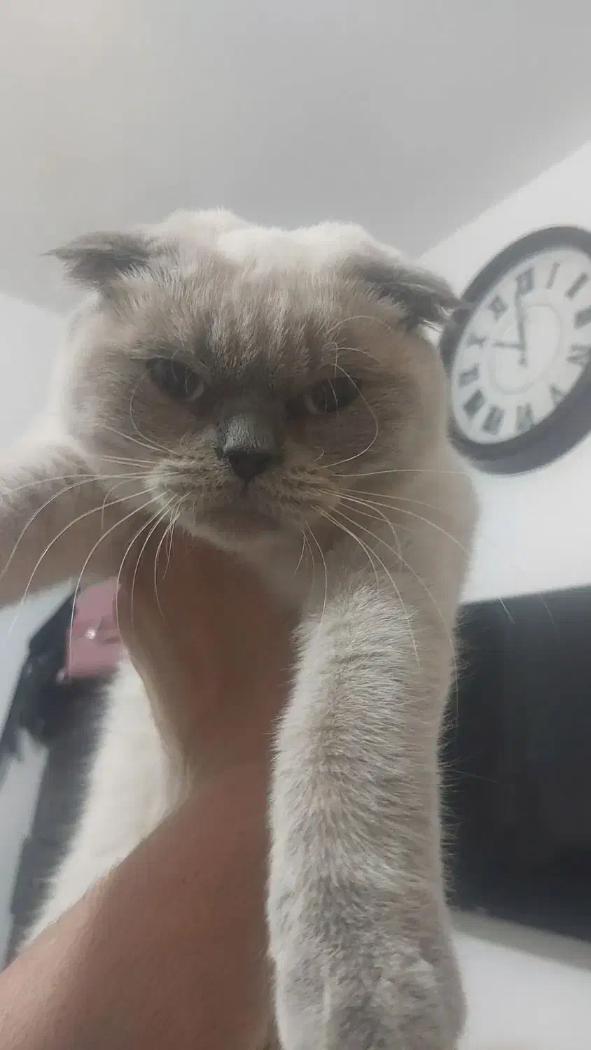 سه گربه اسکاتیش بلو و بلو پوینت|گربه|تهران, استاد معین|دیوار