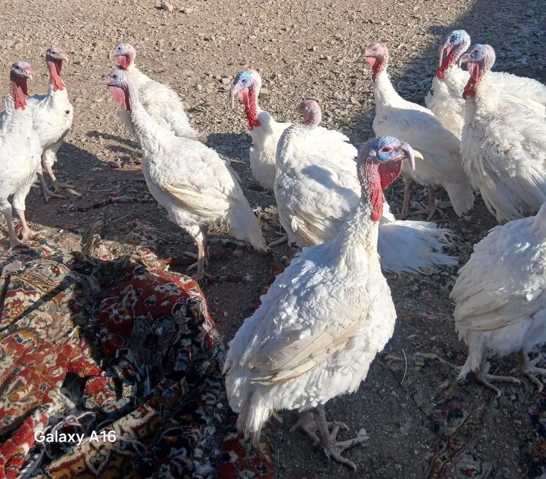 بوقلمون بیوتی 6 فوق سنگین|حیوانات مزرعه|پاسارگاد, |دیوار