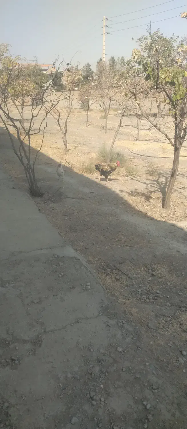 خروس سیاه|حیوانات مزرعه|مشهد, امیریه|دیوار