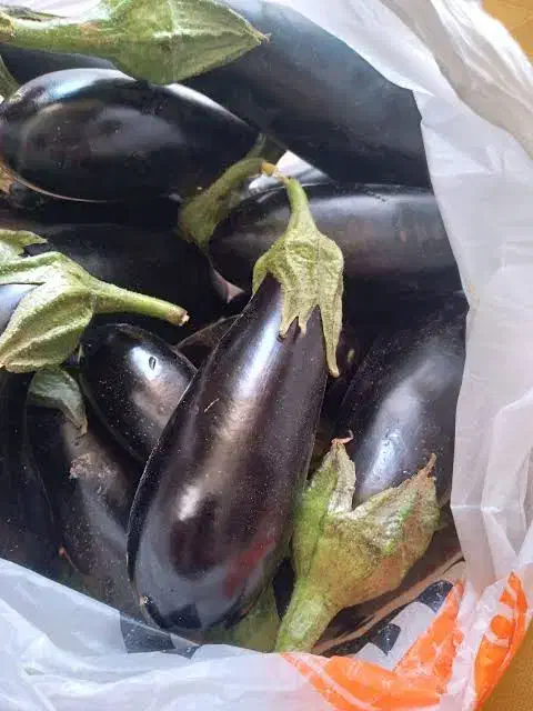 بادمجان|خوردنی و آشامیدنی|شیراز, نیستان|دیوار