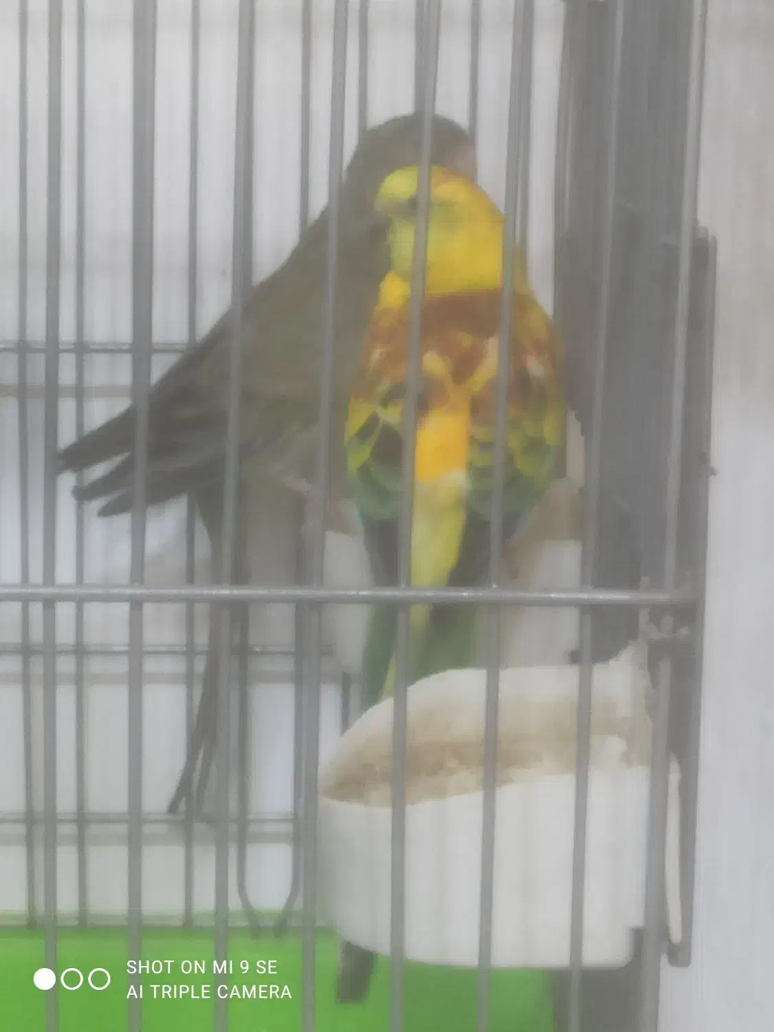 طوطی آوازه خوان مولد وطوطی ملنگوسبزآبی مولد|پرنده|اصفهان, باب الدشت|دیوار