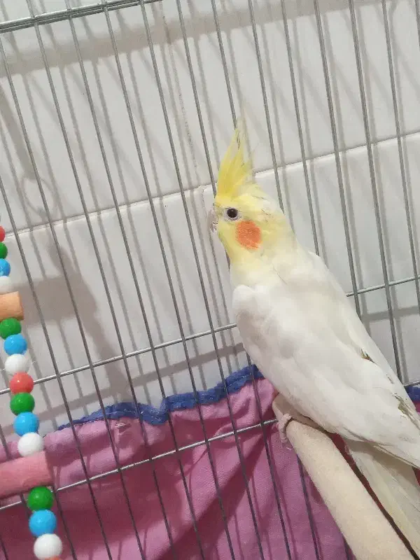 پرنده|پرنده|محمدیه-قزوین, |دیوار