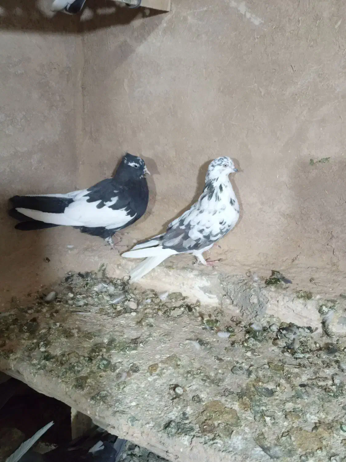 سلام دوتا کبوتر ماده سوسکی دمسفیدوابلق سیاه|پرنده|کرمانشاه, |دیوار