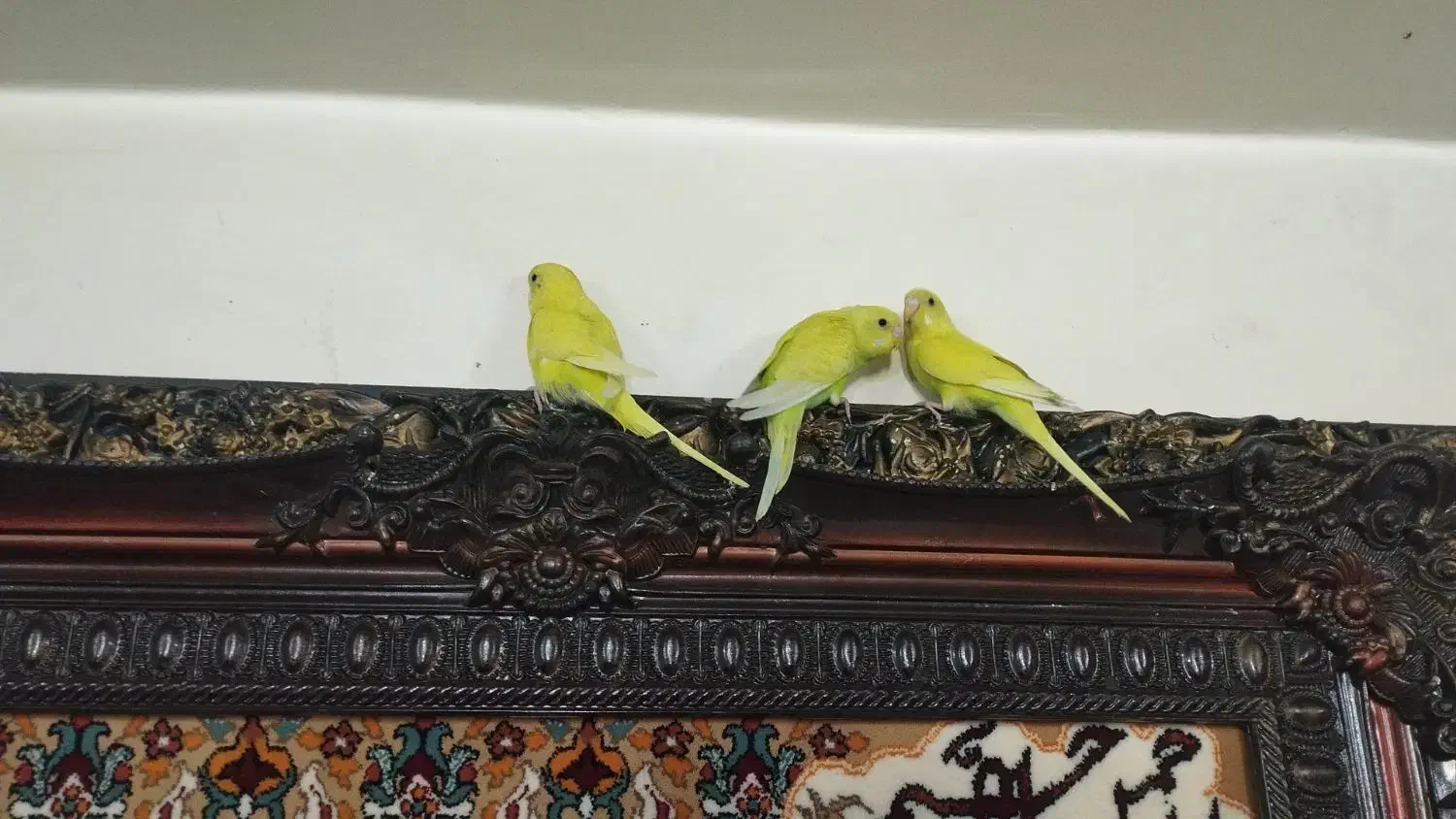 مرغ عشق|پرنده|ری, شهادت|دیوار