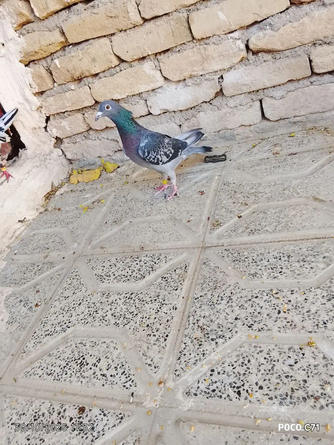 کفتر|پرنده|زاوه, |دیوار