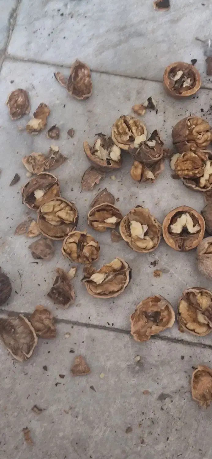 گردو.کشمش شیروان خراسان تضمینی|خوردنی و آشامیدنی|یزد, |دیوار