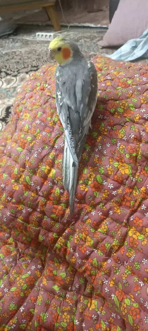 گمشده عروس هلندی نر جفت دار|حیوانات|تهران, صاحب الزمان|دیوار