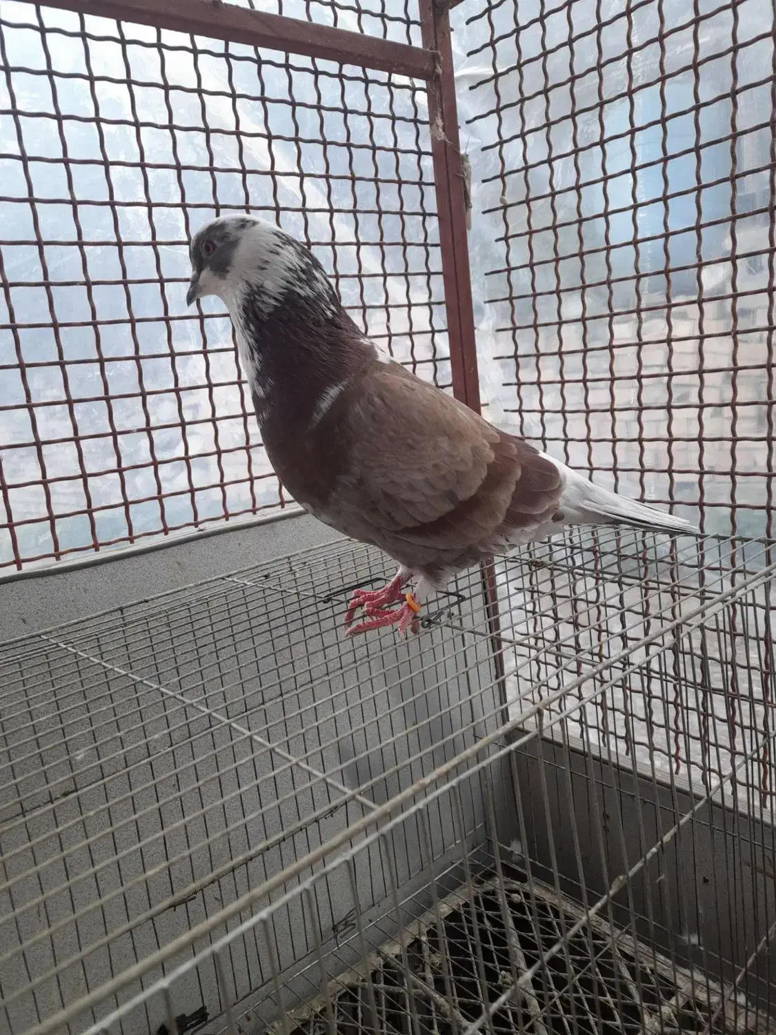 کبوتر|پرنده|آزادشهر, |دیوار