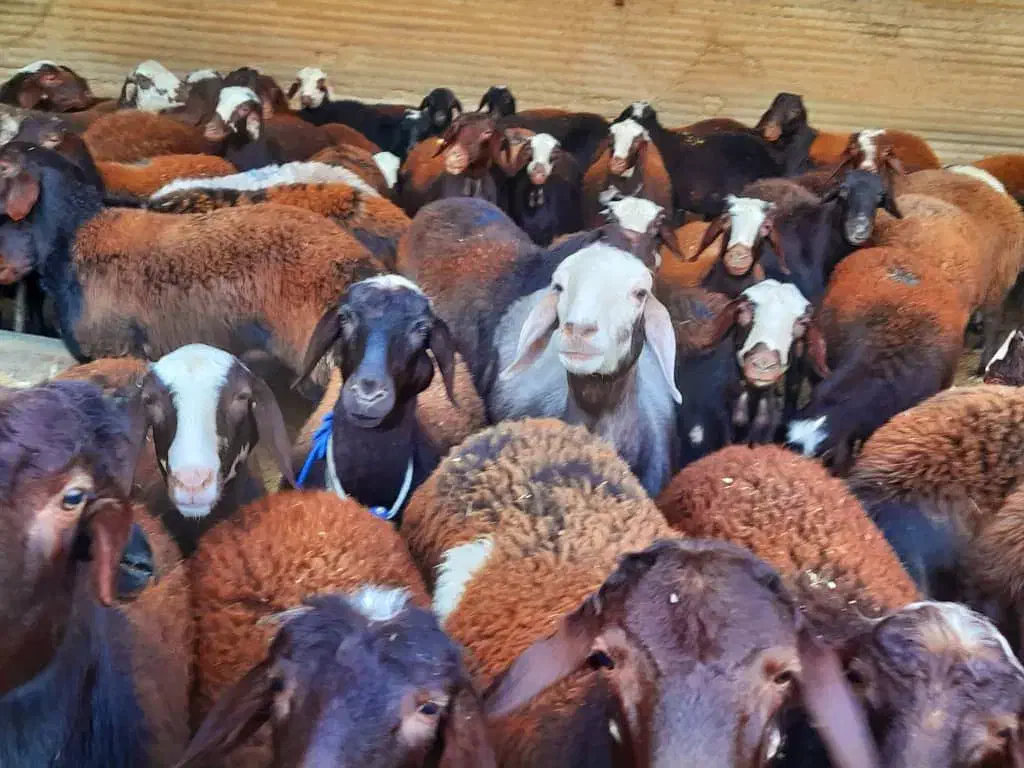 بره نر و ماده|حیوانات مزرعه|برخوار, |دیوار