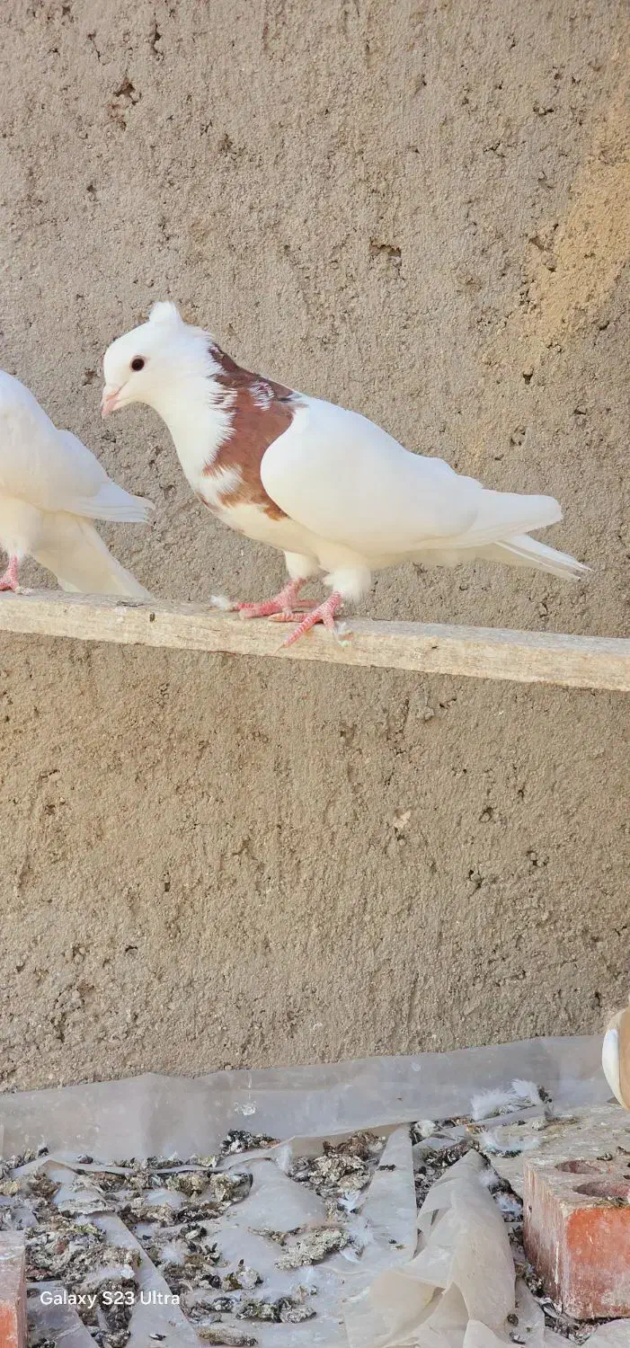 کبوتر طوقی|پرنده|بستان آباد, |دیوار