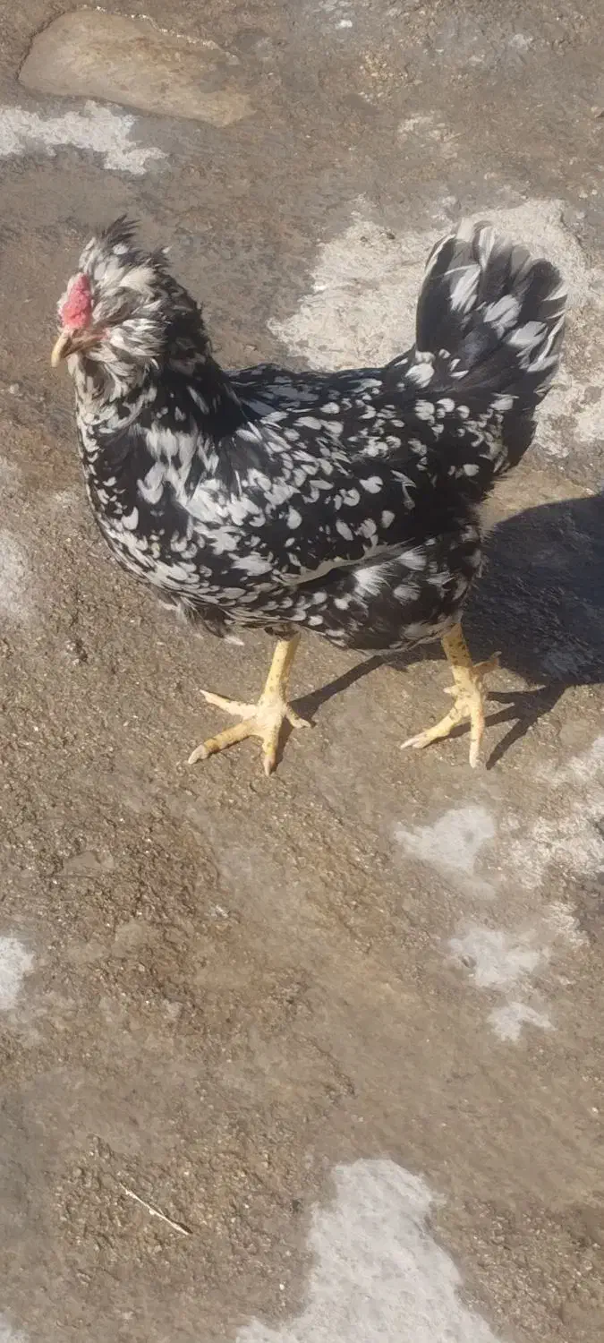 مرغ گلین و جوجه محلی اصل|حیوانات مزرعه|ایذه, |دیوار