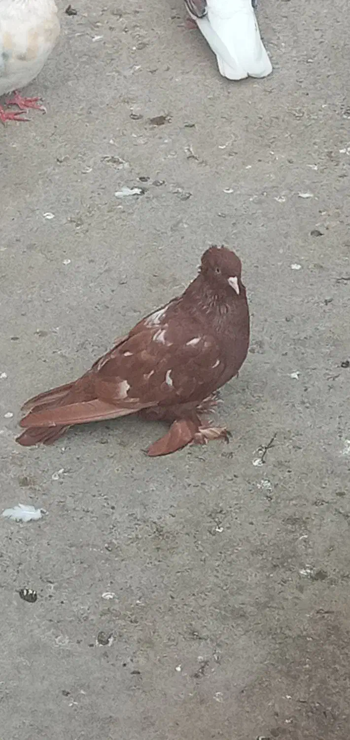 کبوتر|پرنده|قشلاق دشت, |دیوار