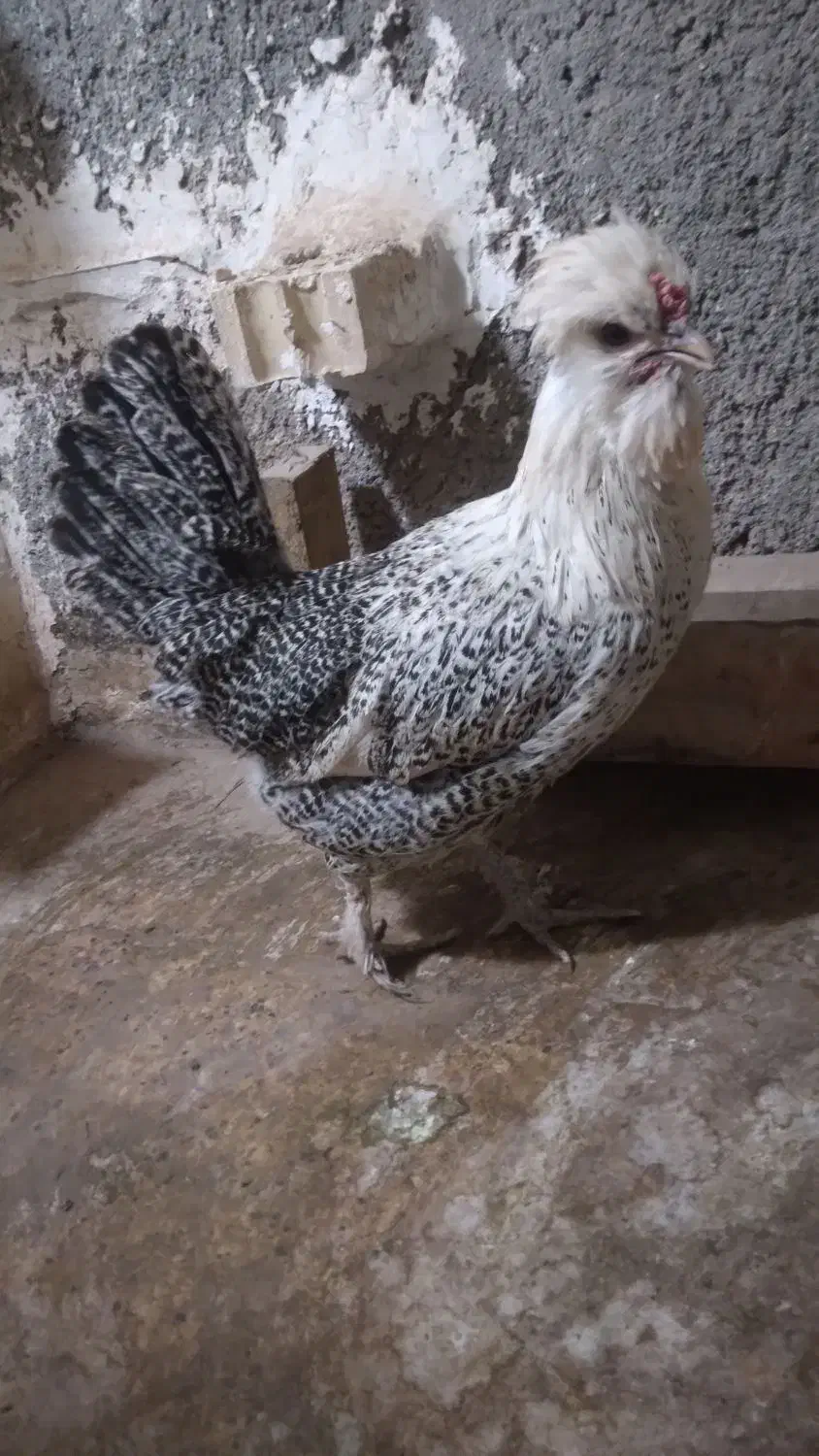 ۱عدد مرغ نژاد دار ۶۰۰ تومان ۱عدد مرغ جنگلی ۴۵۰|حیوانات مزرعه|مشهد, سجادیه|دیوار