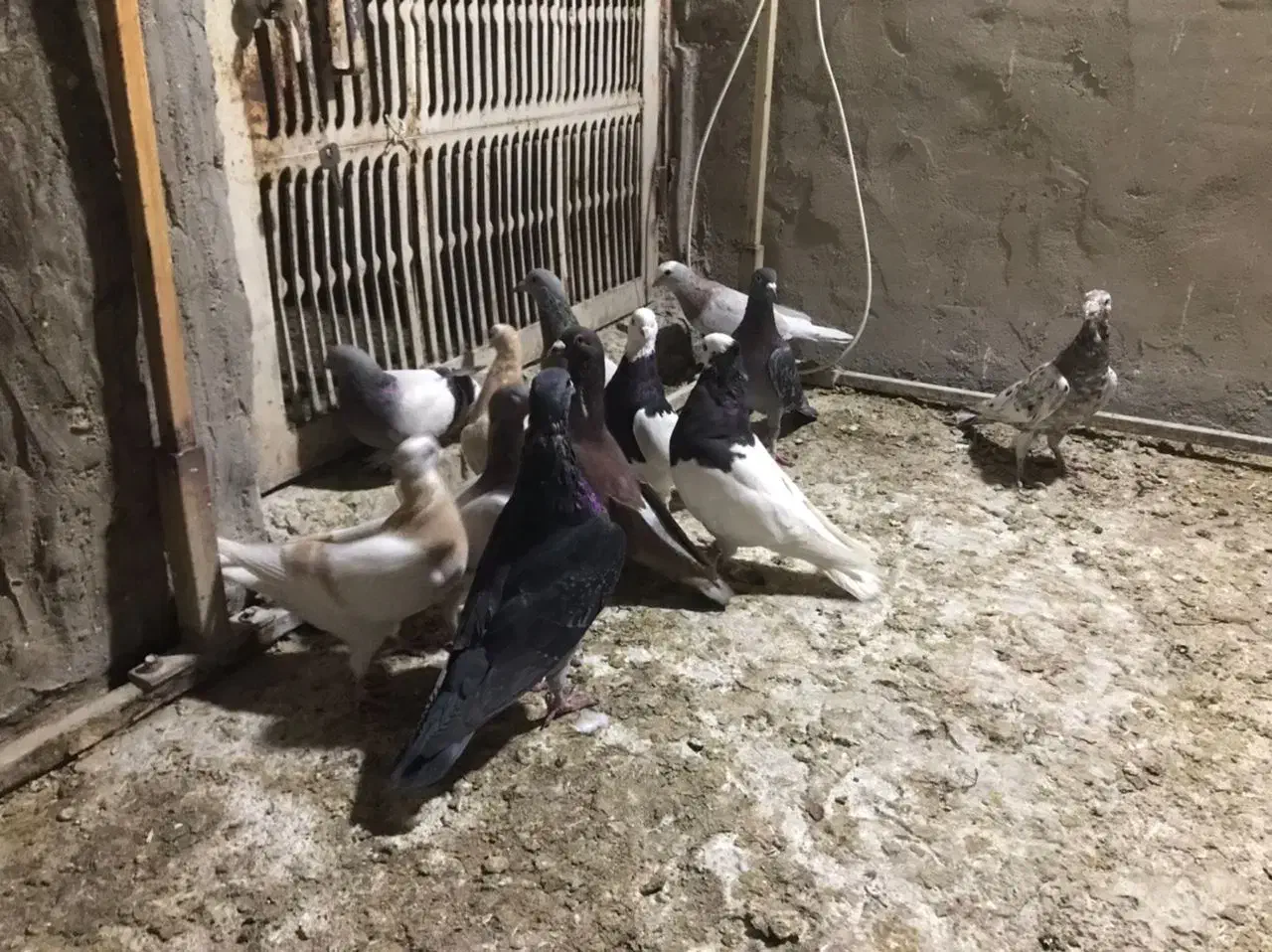 کبوتر دورگ|پرنده|بهبهان, |دیوار