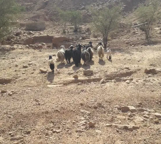 بزه فروشی|حیوانات مزرعه|مسجد سلیمان, |دیوار