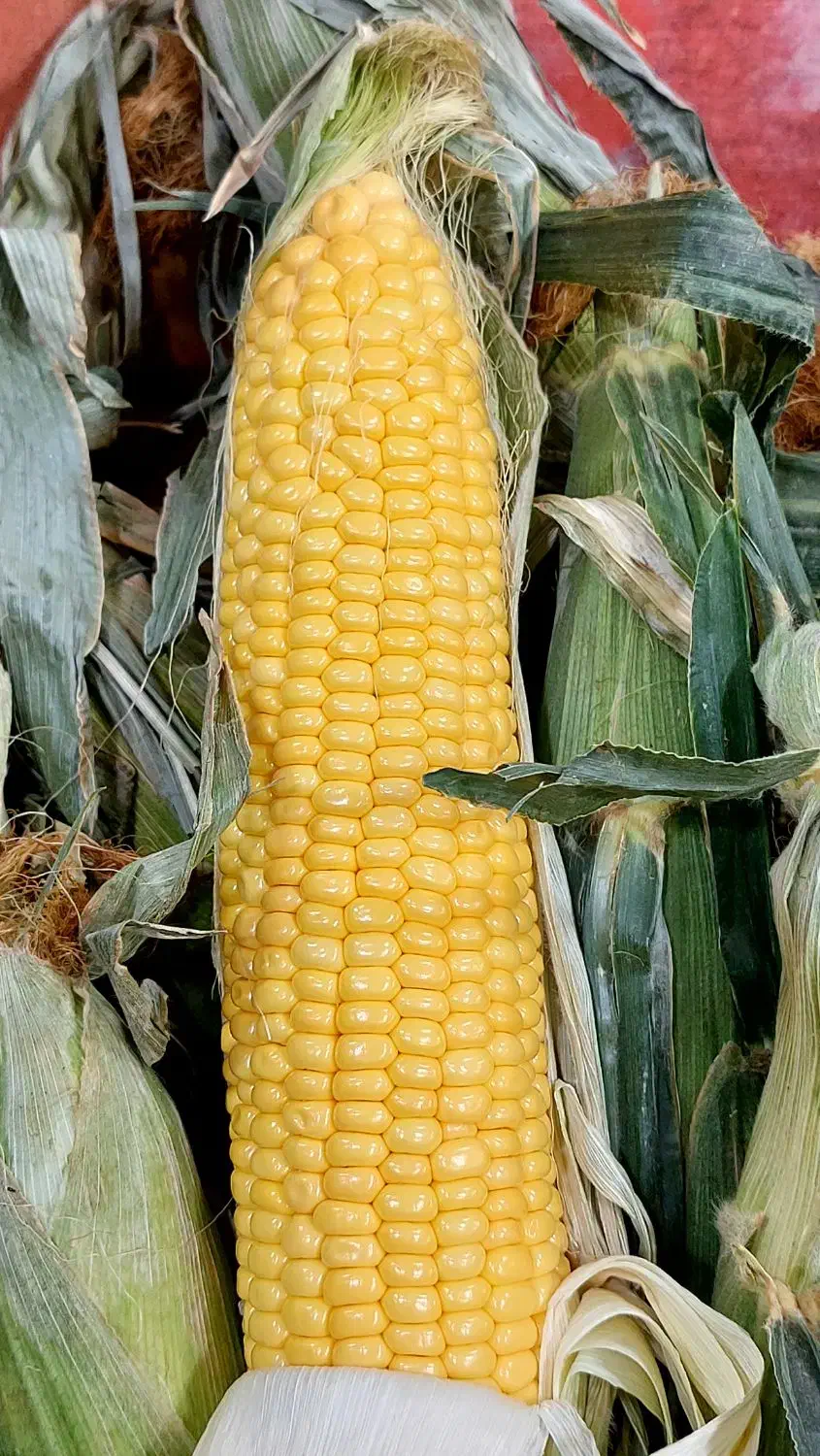 بلال تازه و خوشمزه + هایپر میوه گلچین|خوردنی و آشامیدنی|شاهدشهر, |دیوار