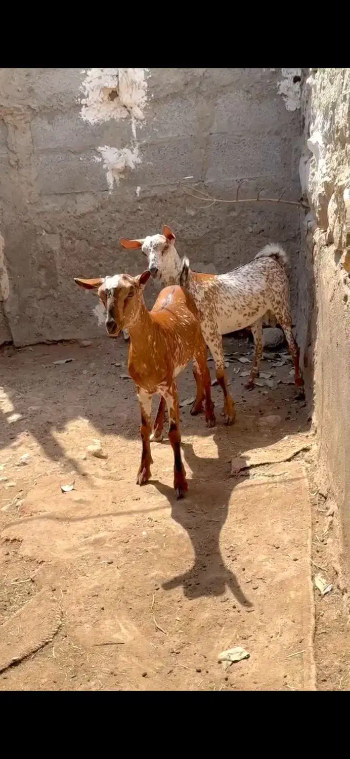 ناب و|حیوانات مزرعه|قم, انسجام|دیوار