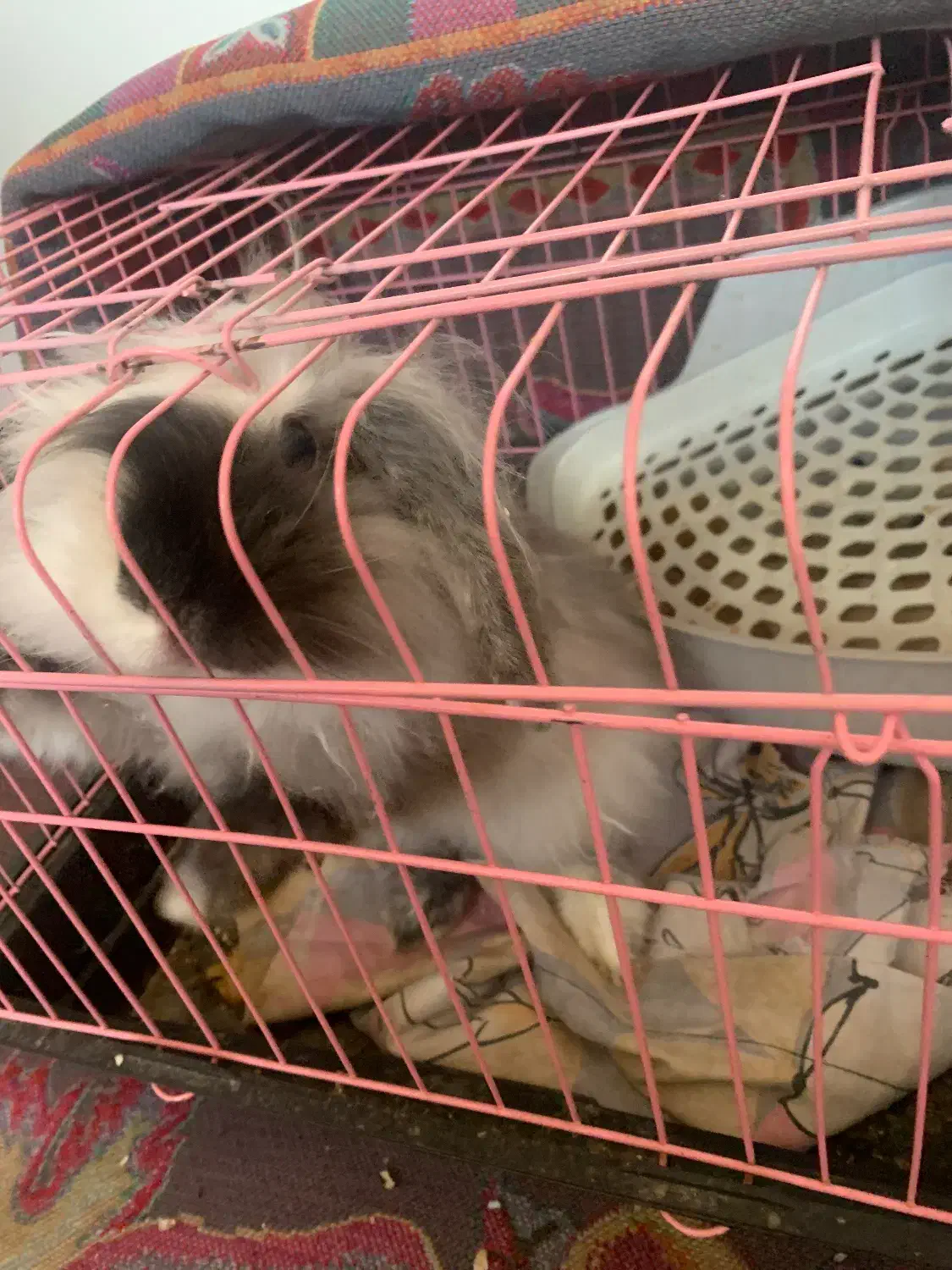 خرگوش لوپ|موش و خرگوش|باقرشهر, |دیوار