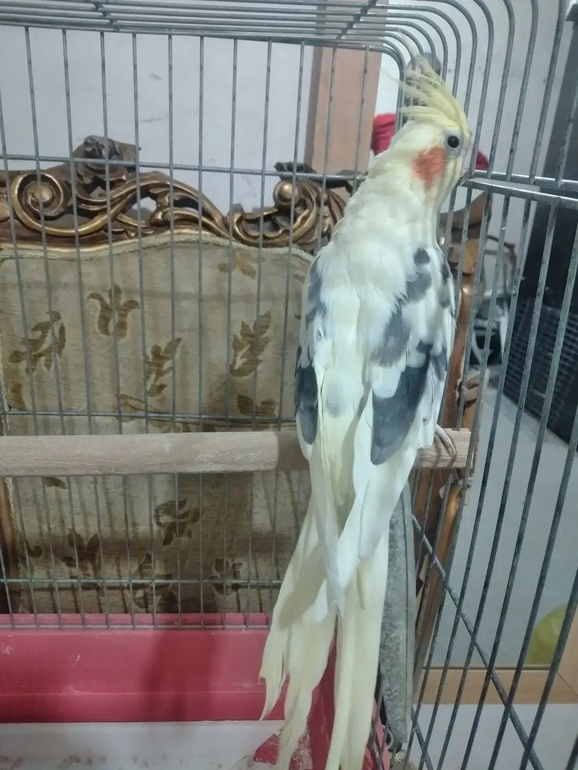 عروس هلندی نردرشتوسلامت|پرنده|قدس, شهرقدس|دیوار