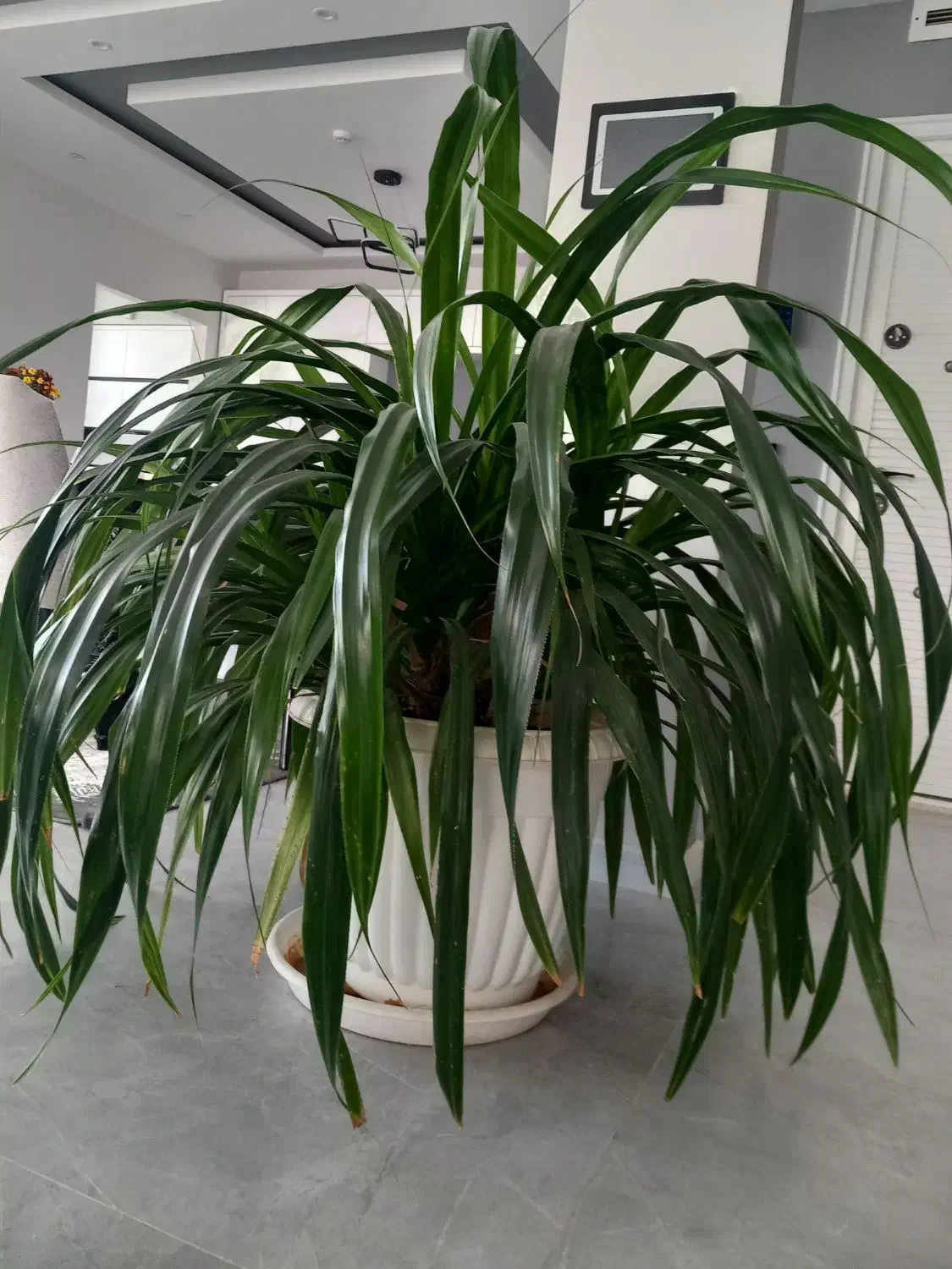 گل پاندانوس|گل و گیاه طبیعی|مشهد, شهید رضوی|دیوار