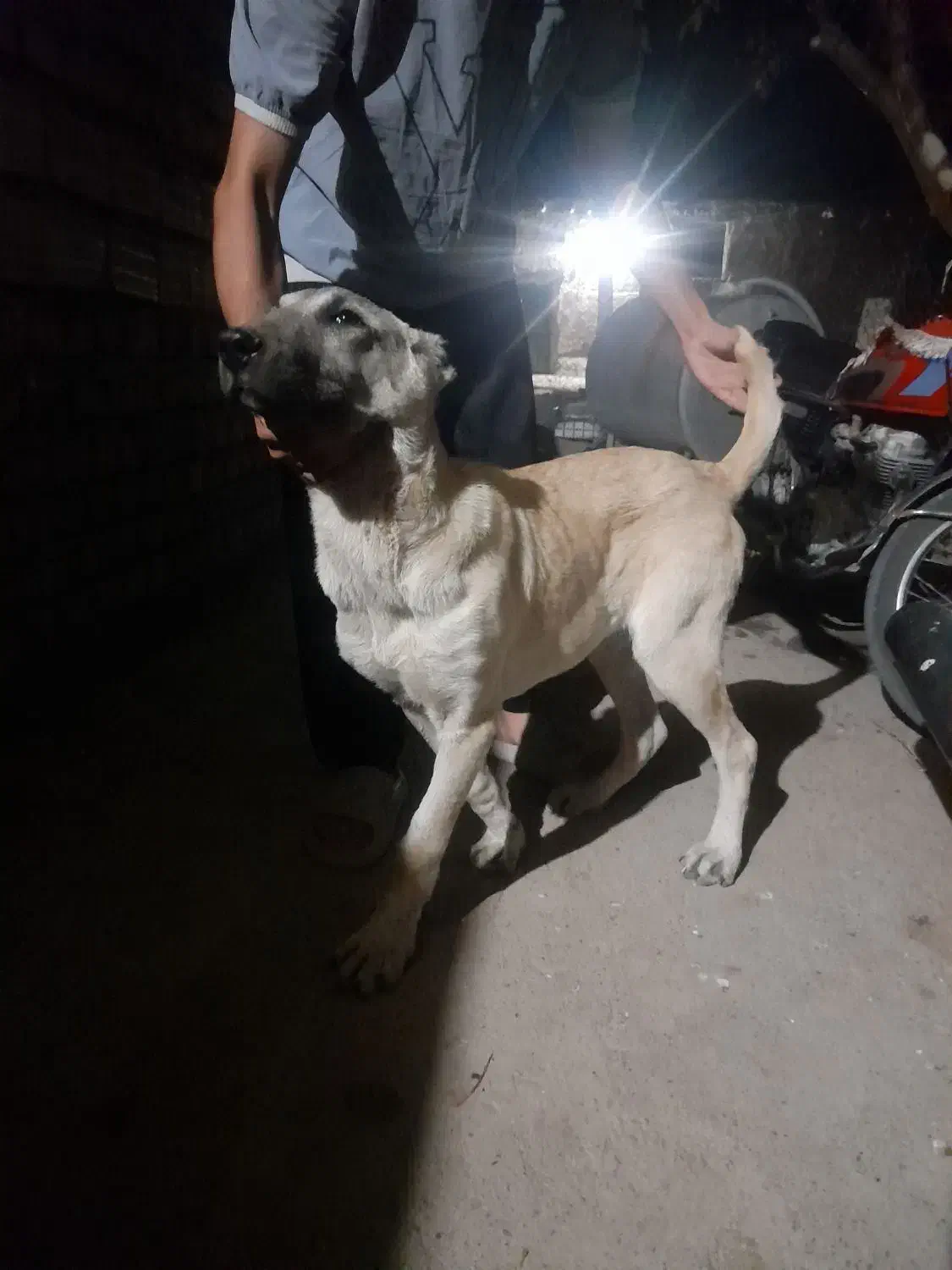 توله سگ سرابی۵ماهه|سگ|میانه, |دیوار