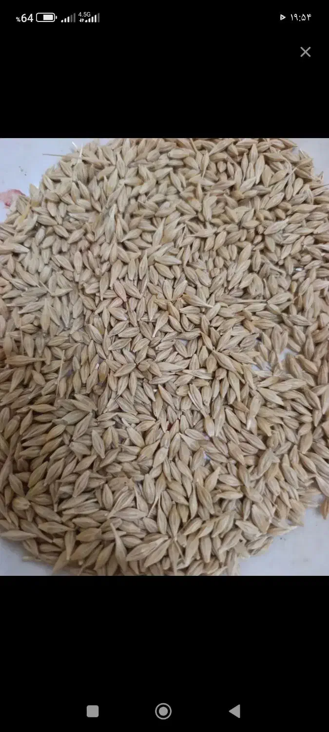 خرید گندم جو سیاه دانه گاودانه تخم کتان نخود سیاه|خدمات باغبانی و درختکاری|اردبیل, |دیوار