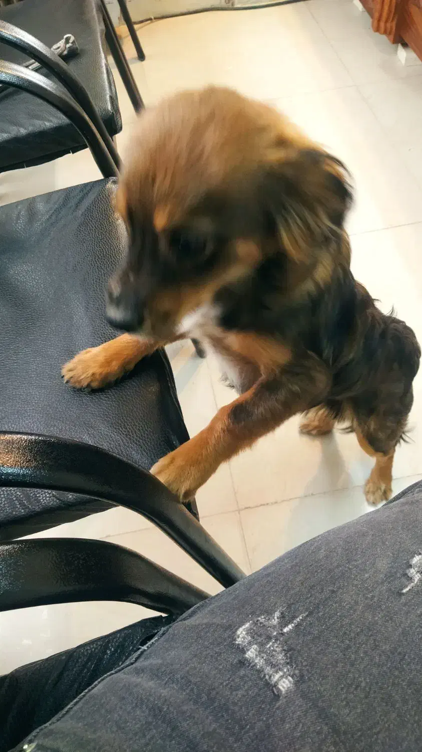 سگ خونگی|سگ|هشتگرد, هشتگرد قدیم|دیوار