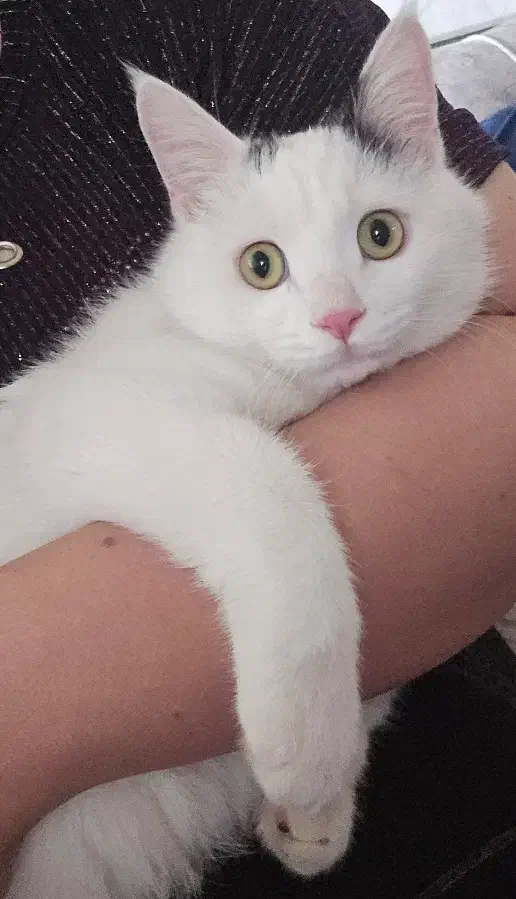 گربه فوق العاده دستی و مهربون|گربه|خمینی‌شهر, |دیوار