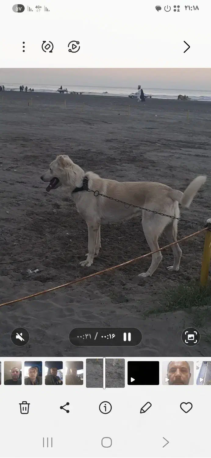 سگ  سرابی خراسانی|حیوانات|رامسر, |دیوار