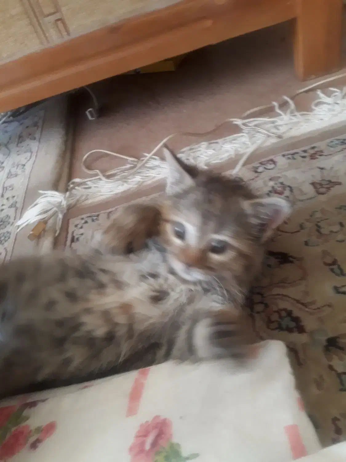 500 هزار تومن مژدگانی یابنده بچه گربه|گربه|شهرضا, |دیوار