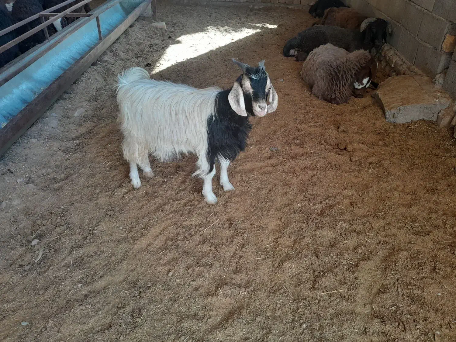 بره میش بز بزغاله|حیوانات مزرعه|محمدیه-قزوین, |دیوار