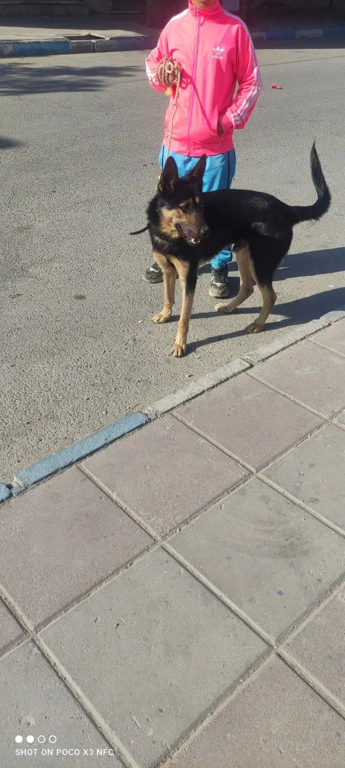 گرگی|سگ|صفادشت, |دیوار