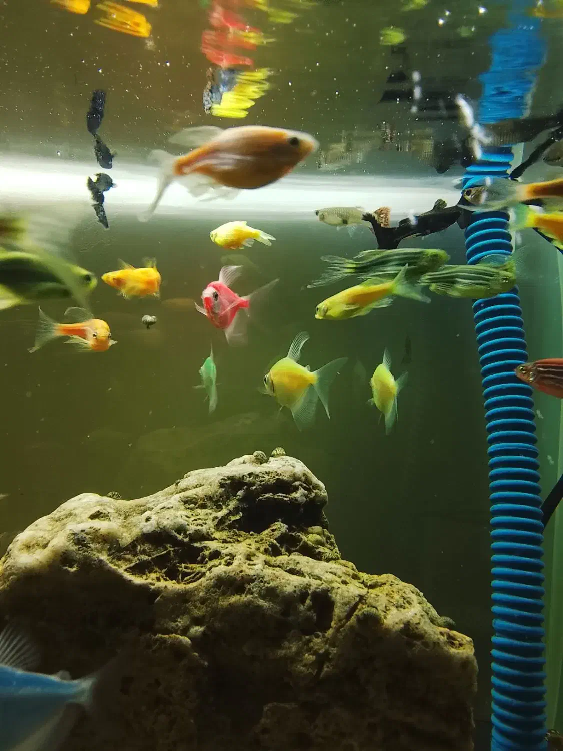 ماهی کالر 2 بندی مولد|ماهی|تبریز, |دیوار